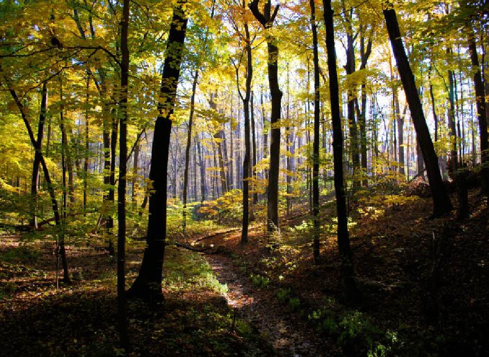 Innovative Approaches to Environmental Advisory Services